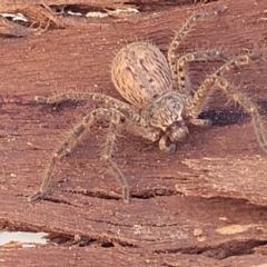 Isopeda canberrana at Banksia Street Wetland Corridor - 4 Sep 2023