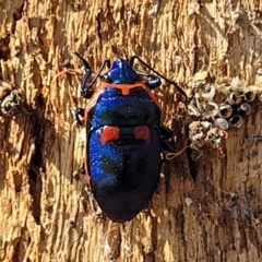 Scutiphora pedicellata (Metallic Jewel Bug) at Banksia Street Wetland Corridor - 4 Sep 2023 by trevorpreston