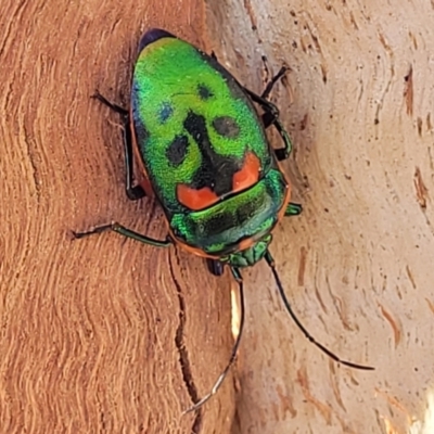 Scutiphora pedicellata (Metallic Jewel Bug) at Banksia Street Wetland Corridor - 4 Sep 2023 by trevorpreston