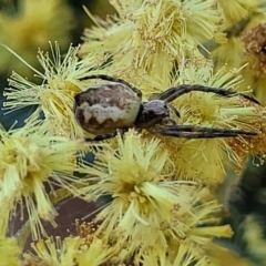 Araneus hamiltoni at Banksia Street Wetland Corridor - 4 Sep 2023 by trevorpreston