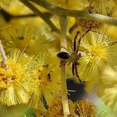 Australomisidia pilula (Lozenge-shaped Flower Spider) at O'Connor, ACT - 4 Sep 2023 by trevorpreston