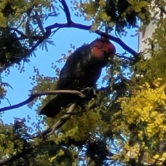 Callocephalon fimbriatum (Gang-gang Cockatoo) at O'Connor, ACT - 4 Sep 2023 by trevorpreston