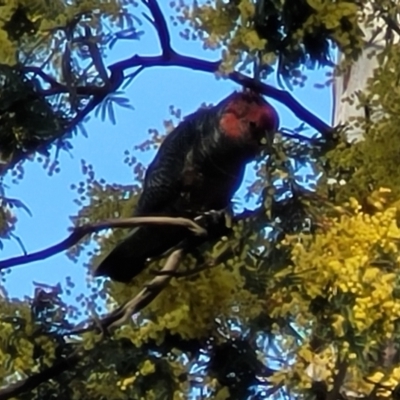 Callocephalon fimbriatum (Gang-gang Cockatoo) at Banksia Street Wetland Corridor - 4 Sep 2023 by trevorpreston