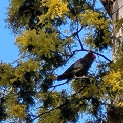 Callocephalon fimbriatum at O'Connor, ACT - suppressed