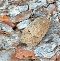 Eulechria convictella (Eulechria convictella) at Lower Borough, NSW - 2 Sep 2023 by mcleana
