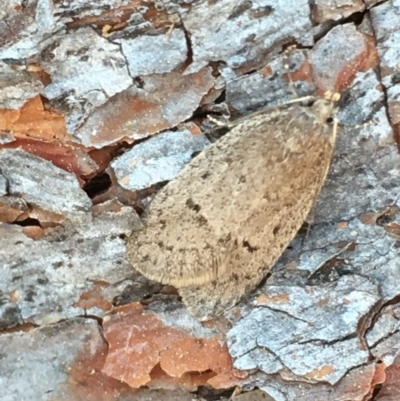 Eulechria convictella (Eulechria convictella) at Lower Borough, NSW - 2 Sep 2023 by mcleana
