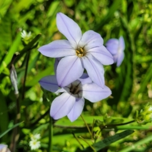 Ipheion uniflorum at O'Connor, ACT - 4 Sep 2023