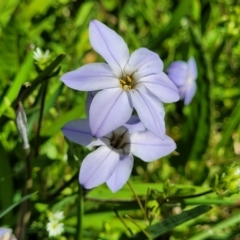Ipheion uniflorum (Spring Star-flower) at O'Connor, ACT - 4 Sep 2023 by trevorpreston