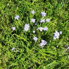 Ipheion uniflorum at O'Connor, ACT - 4 Sep 2023 11:44 AM