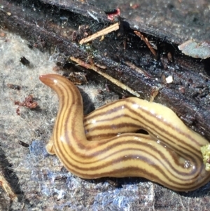 Fletchamia quinquelineata at Lower Borough, NSW - 2 Sep 2023