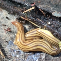Fletchamia quinquelineata (Five-striped flatworm) at Lower Borough, NSW - 2 Sep 2023 by mcleana
