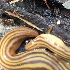 Fletchamia quinquelineata at Lower Borough, NSW - 2 Sep 2023