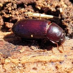 Uloma sp. (genus) (Uloma darkling beetle) at Banksia Street Wetland Corridor - 4 Sep 2023 by trevorpreston