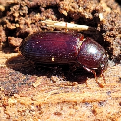 Uloma sp. (genus) (Uloma darkling beetle) at Banksia Street Wetland Corridor - 4 Sep 2023 by trevorpreston