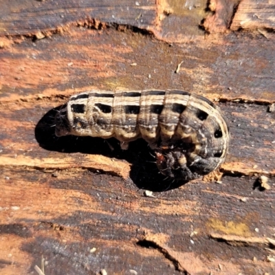 Noctuidae unclassified IMMATURE moth (Immature Noctuidae Moth) at O'Connor, ACT - 4 Sep 2023 by trevorpreston