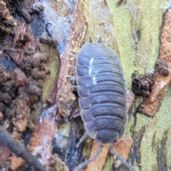 Porcellio scaber (Common slater) at Banksia Street Wetland Corridor - 4 Sep 2023 by trevorpreston