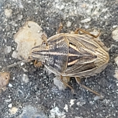 Unidentified Shield, Stink or Jewel Bug (Pentatomoidea) at O'Connor, ACT - 4 Sep 2023 by trevorpreston