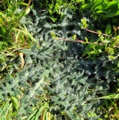 Cirsium vulgare (Spear Thistle) at Banksia Street Wetland Corridor - 4 Sep 2023 by trevorpreston