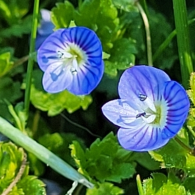 Veronica persica (Creeping Speedwell) at Banksia Street Wetland Corridor - 4 Sep 2023 by trevorpreston