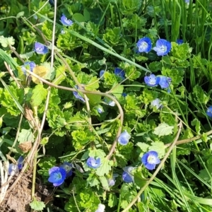 Veronica persica at O'Connor, ACT - 4 Sep 2023 11:36 AM