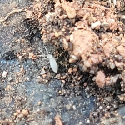 Entomobryomorpha (order) (Entomobryomorph springtail) at Banksia Street Wetland Corridor - 4 Sep 2023 by trevorpreston