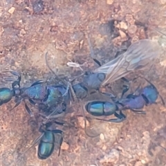 Rhytidoponera sp. (genus) (Rhytidoponera ant) at O'Connor, ACT - 4 Sep 2023 by trevorpreston