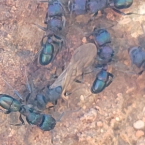 Rhytidoponera sp. (genus) at O'Connor, ACT - 4 Sep 2023