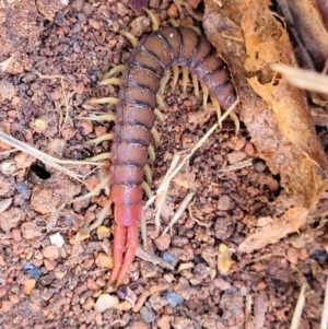 Cormocephalus aurantiipes at O'Connor, ACT - 4 Sep 2023 11:31 AM