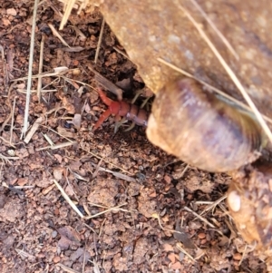 Cormocephalus aurantiipes at O'Connor, ACT - 4 Sep 2023 11:31 AM