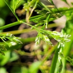 Poa annua (Winter Grass, Annual Poa) at Sullivans Creek, Lyneham South - 4 Sep 2023 by trevorpreston