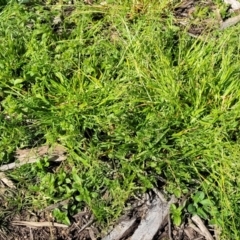 Poa annua at Lyneham, ACT - 4 Sep 2023