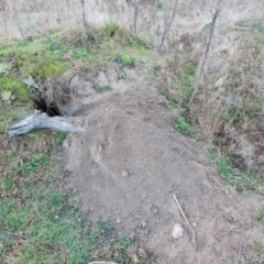 Vombatus ursinus (Bare-nosed Wombat) at Jerrabomberra, ACT - 30 Aug 2023 by Mike