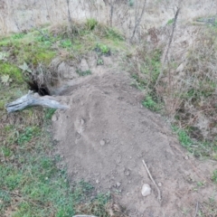 Vombatus ursinus (Common wombat, Bare-nosed Wombat) at Jerrabomberra, ACT - 30 Aug 2023 by Mike