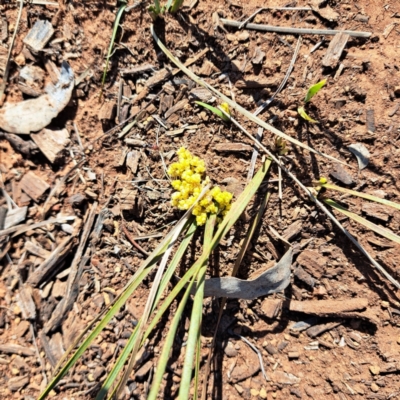 Lomandra bracteata (Small Matrush) at Watson, ACT - 4 Sep 2023 by abread111