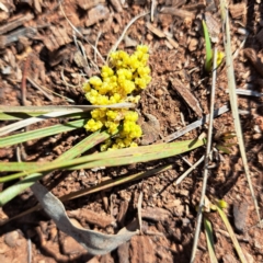 Lomandra bracteata at Watson, ACT - 4 Sep 2023