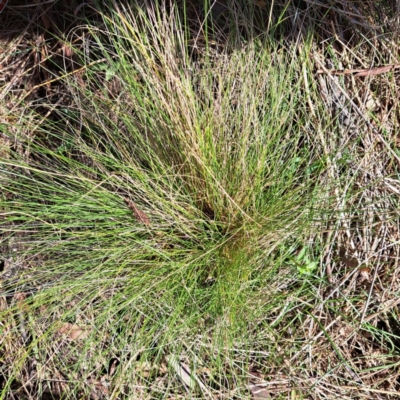 Nassella trichotoma (Serrated Tussock) at Mount Majura - 4 Sep 2023 by abread111