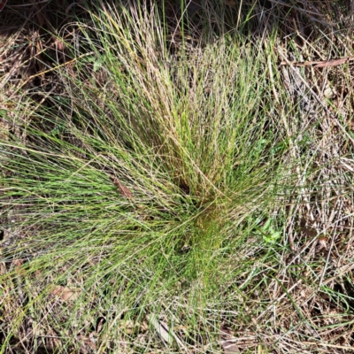 Nassella trichotoma (Serrated Tussock) at The Fair, Watson - 4 Sep 2023 by abread111