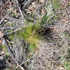 Nassella trichotoma (Serrated Tussock) at Mount Majura - 4 Sep 2023 by abread111