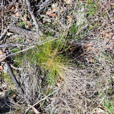 Nassella trichotoma (Serrated Tussock) at The Fair, Watson - 4 Sep 2023 by abread111