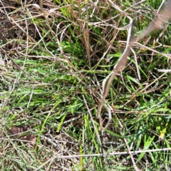 Nassella neesiana (Chilean Needlegrass) at Mount Majura - 4 Sep 2023 by abread111