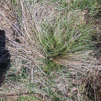 Nassella trichotoma (Serrated Tussock) at The Fair, Watson - 4 Sep 2023 by abread111