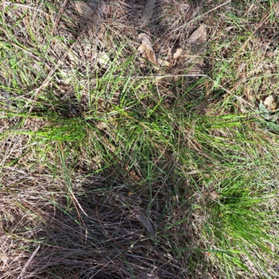 Nassella neesiana (Chilean Needlegrass) at Mount Majura - 4 Sep 2023 by abread111