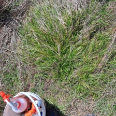 Nassella neesiana (Chilean Needlegrass) at Mount Majura - 4 Sep 2023 by abread111