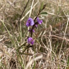 Hovea heterophylla (Common Hovea) at Wamboin, NSW - 28 Aug 2023 by Komidar