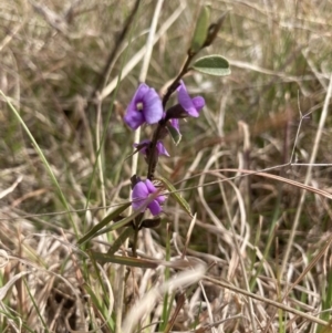 Hovea heterophylla at Wamboin, NSW - 28 Aug 2023