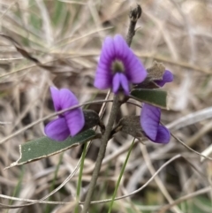 Hovea heterophylla at Wamboin, NSW - 28 Aug 2023