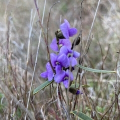 Hovea heterophylla at Wamboin, NSW - 28 Aug 2023