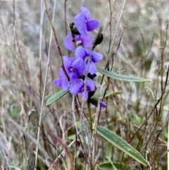 Hovea heterophylla at Wamboin, NSW - 28 Aug 2023