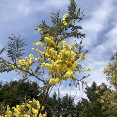 Acacia dealbata subsp. dealbata (Silver Wattle) at Wamboin, NSW - 28 Aug 2023 by Komidar