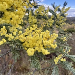 Acacia dealbata subsp. dealbata at Wamboin, NSW - 28 Aug 2023